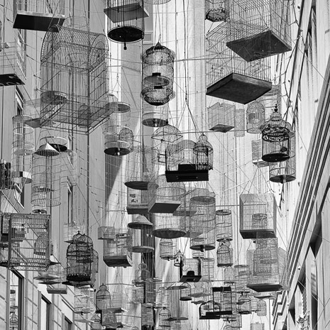 Birdcages