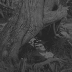 A Place In The Woods