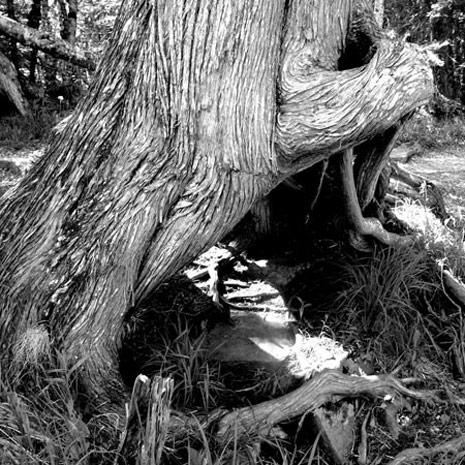 A Place in the Woods
